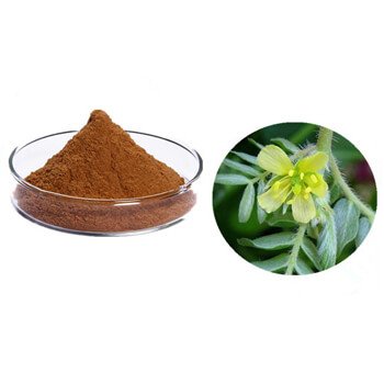 each jelly contains Tribulus Terrestris extract